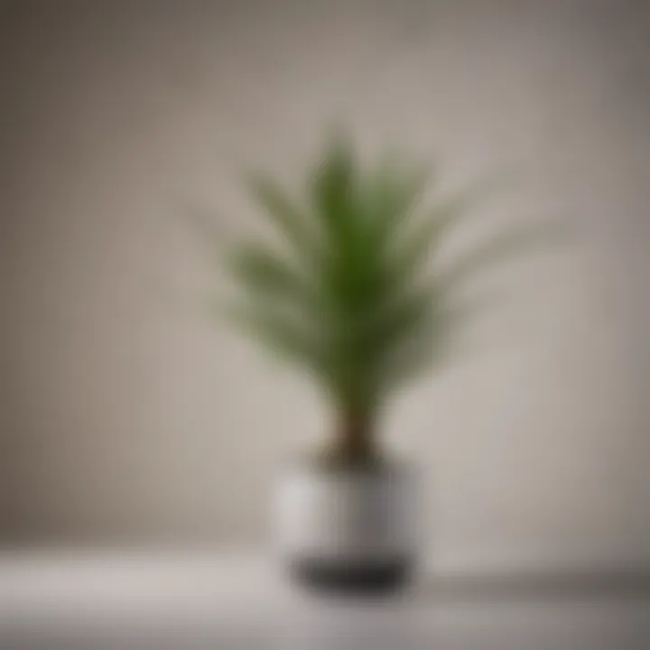 Modern Dracaena Marginata in Geometric Ceramic Pot