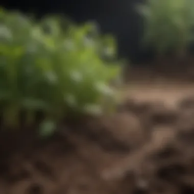 Understanding Soil pH Levels Diagram illustrating soil pH levels and their impact on plant health