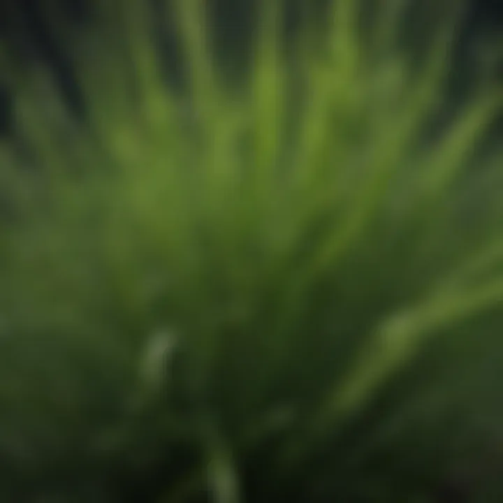 A detailed close-up of citronella grass showcasing its unique foliage.