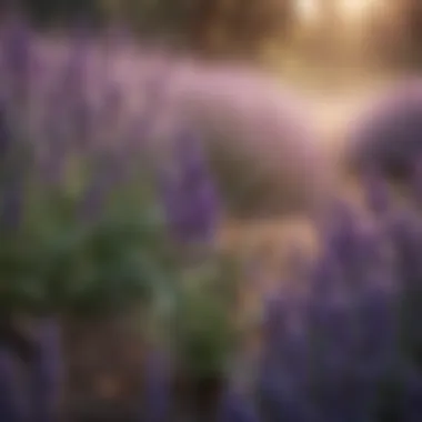 Lavender: Nature's Fragrant Shield A vibrant lavender plant in full bloom, known for its mosquito-repelling properties.