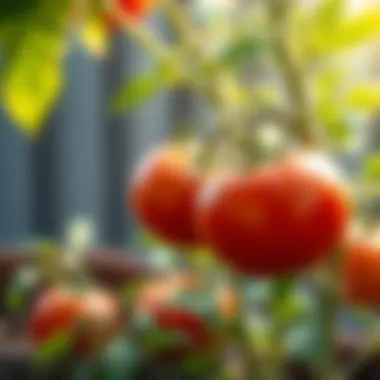Notable Natural Pest Control for Tomato Plants Notable Natural Pest Control for Tomato Plants