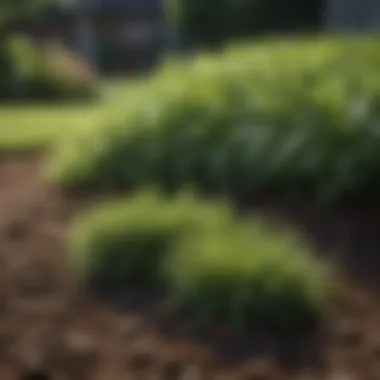 Natural mulch spread across a garden bed