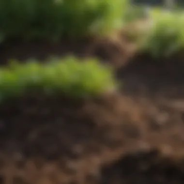 Rich Organic Soil for Lawn Health Close-up of healthy soil rich in organic matter
