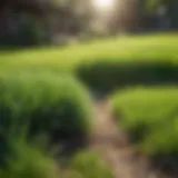 A vibrant green lawn under sunlight showcasing healthy grass