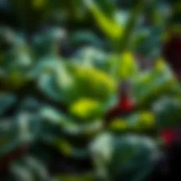 Optimal Spinach Varieties for Your Garden Introduction