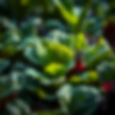 Optimal Spinach Varieties for Your Garden Introduction Optimal Spinach Varieties for Your Garden Introduction