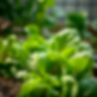 Optimal Spinach Varieties for Your Garden Summary Optimal Spinach Varieties for Your Garden Summary
