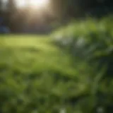 Lush green lawn with dew drops