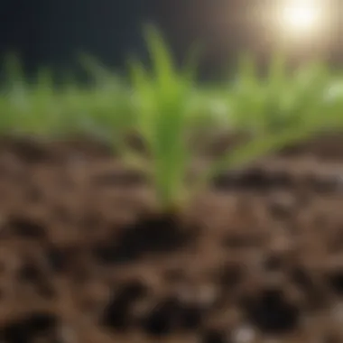 Healthy Grass Seedling Sprouting