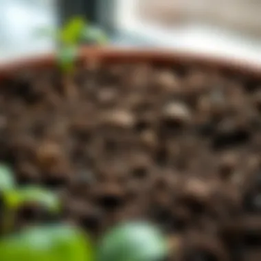 Close-up of soil composition ideal for hanging flower baskets.