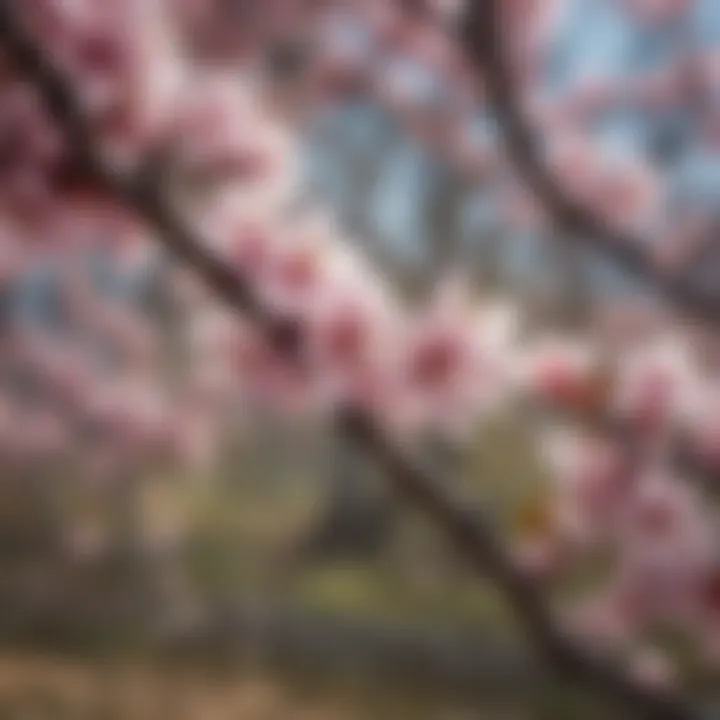 Plum Tree Blossoms in Spring