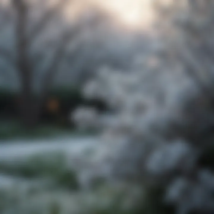 Close-up of a frost cover shielding delicate flowers