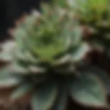 Succulent Plant with Water Droplets