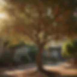 Peach Tree Pruning Techniques