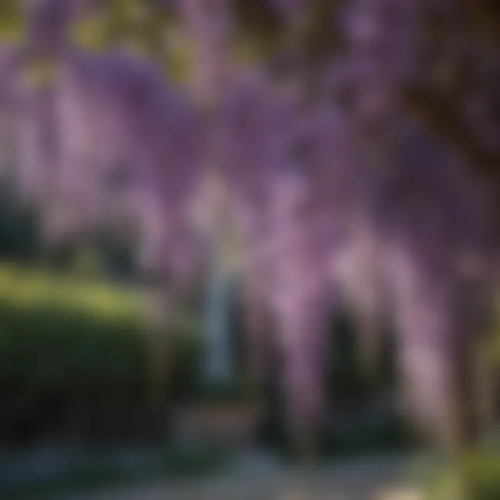 Exquisite purple wisteria blooms in a serene garden setting