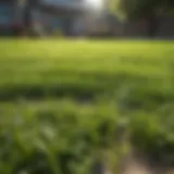 Healthy lawn showcasing vibrant green grass after dethatching