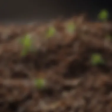 Tea Residue Mulch for Sustainable Gardening Tea Residue Mulch for Sustainable Gardening