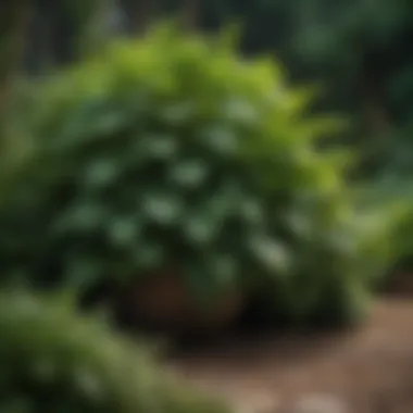 Lush garden showing the effects of lime on plant growth