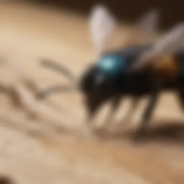 Carpenter bee drilling into wood