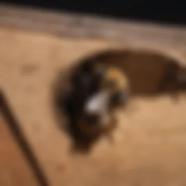 Wooden damage caused by carpenter bees