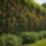 Lush Green Privacy Hedge in Blossom