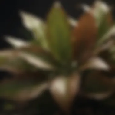 Unveiling the Mystery of Brown Tips Close-up of browning tips on plant leaves
