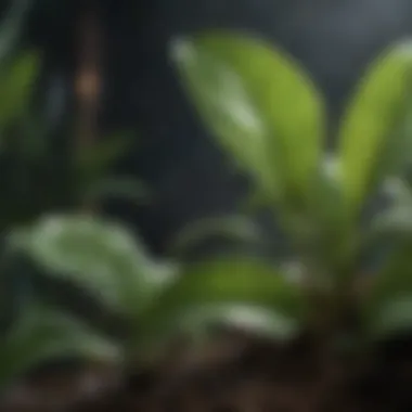 Nourishing Plants with Proper Hydration Water droplets on plant leaves