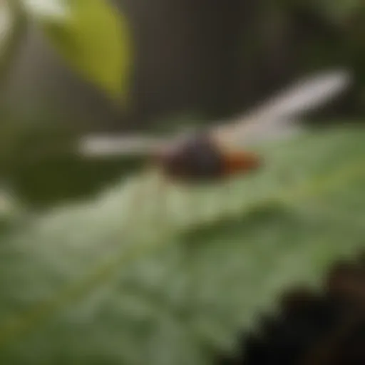 Close-up of a gnat on a leaf