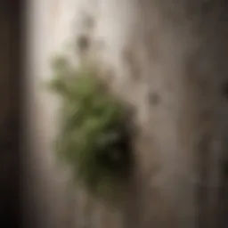 A close-up view of mold growth on a damp wall