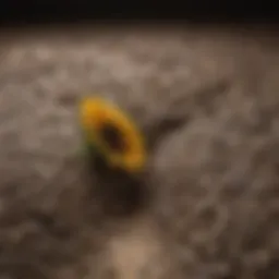 Close-up of sunflower seeds ready for planting
