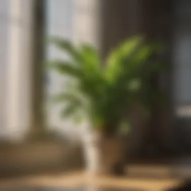 Sunlight streaming through curtains onto a potted plant