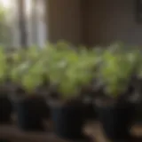 A variety of vegetable seedlings thriving in pots