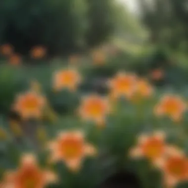 Vibrant daylilies blooming in garden