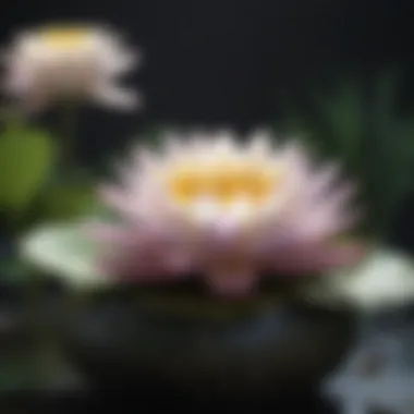 Close-up of a beautifully arranged water lily in a decorative pot