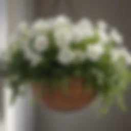 Ethereal White Petunias in Hanging Basket