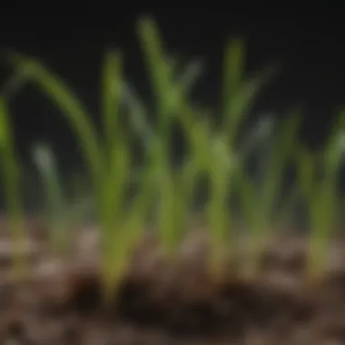 Vibrant Zoysia Seed Germination Process Up Close Close-up of Zoysia Seed Sprouting